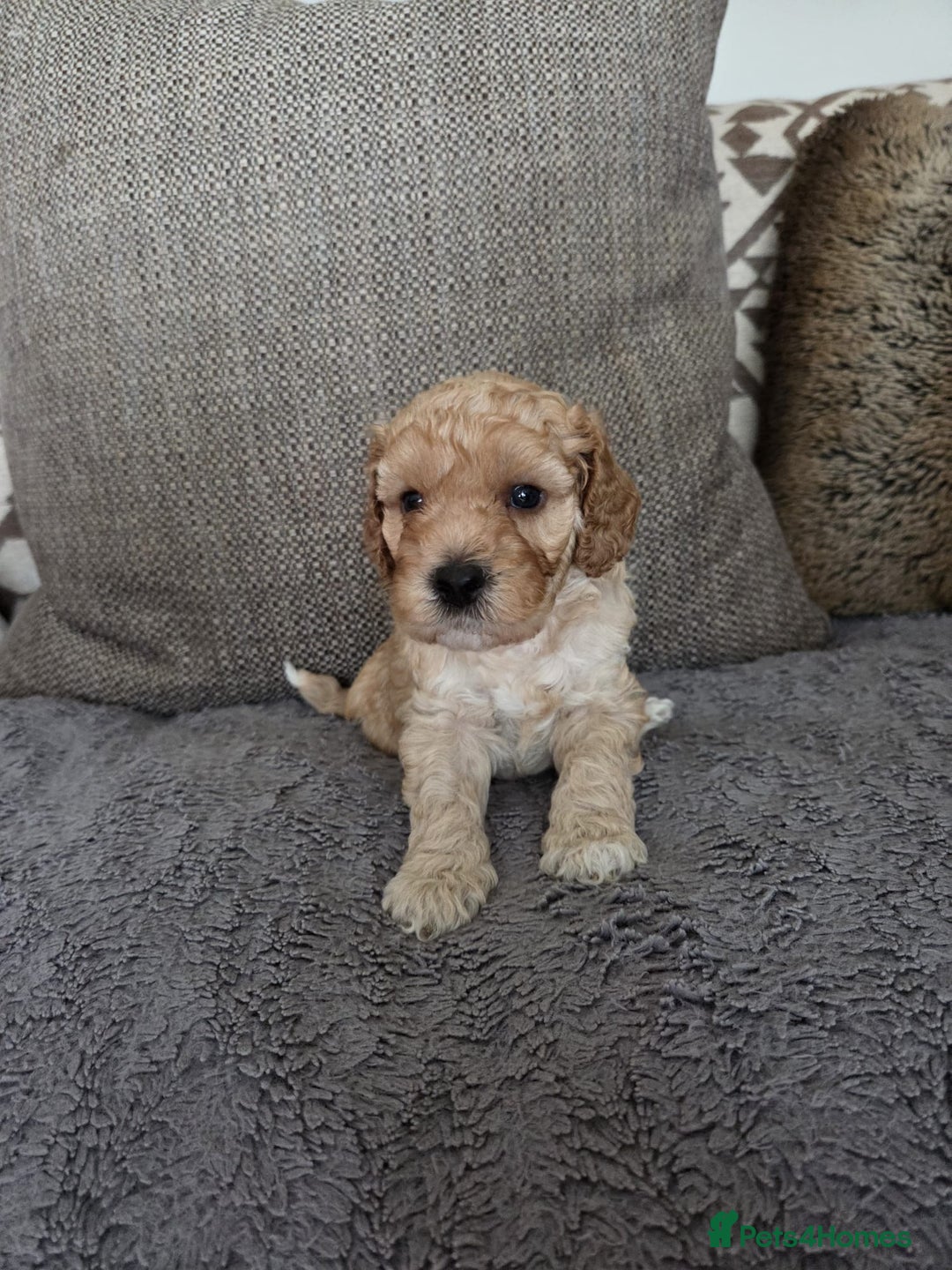 Cockapoo dogs for sale: Cockapoo Puppies  - Image 3