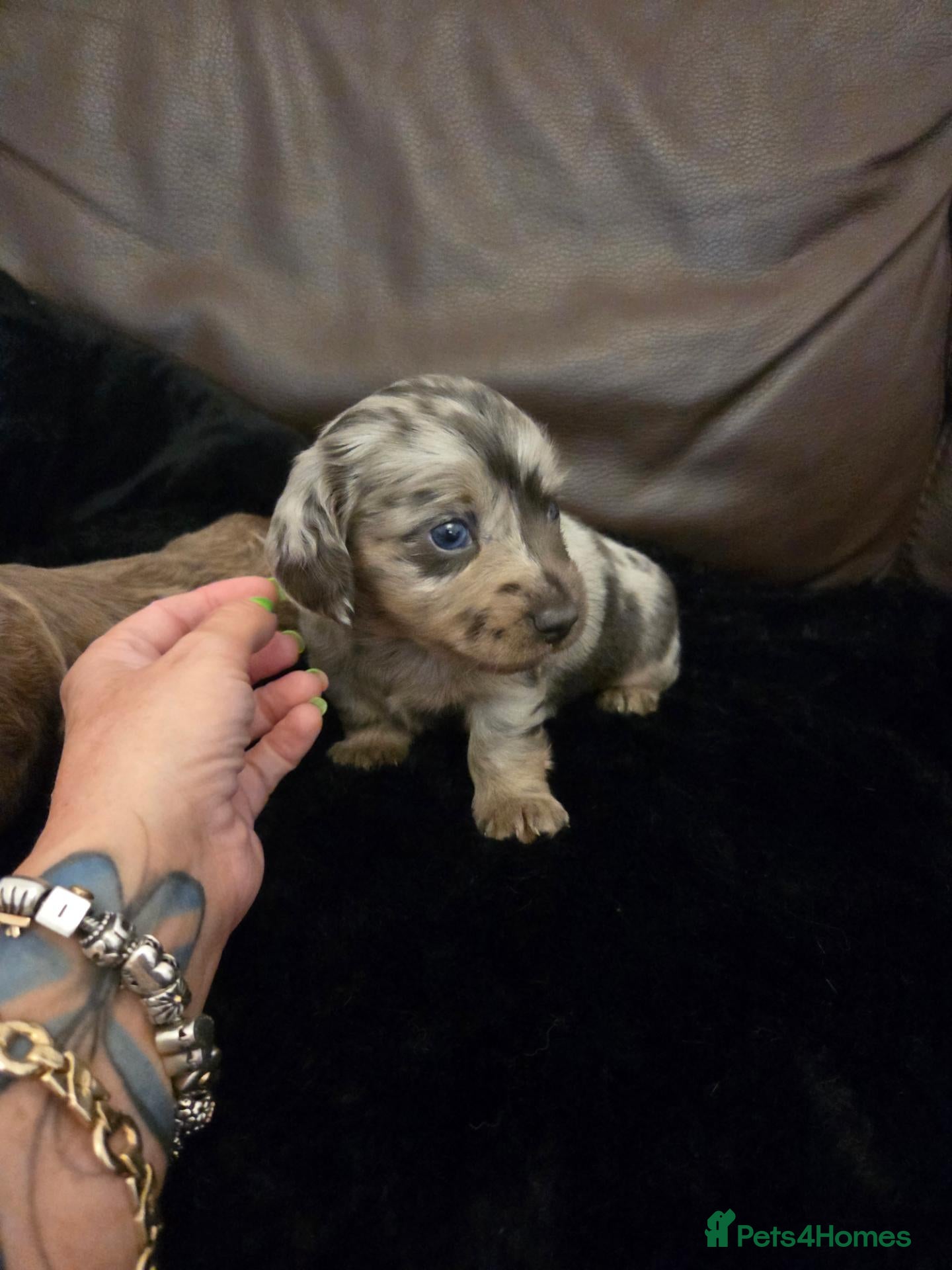 Miniature Dachshund dogs Mini longhaired dachshunds  - Advert 15