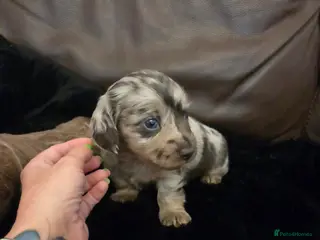 Miniature Dachshund dogs Mini longhaired dachshunds - Advert 15