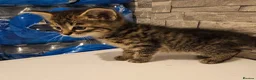Mixed Breed cats for sale: 🐾 Beautiful Kittens  - Advert 11