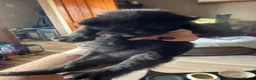 Mixed Breed cats for sale: 2 beautiful mixed breed kittens  - Advert 3