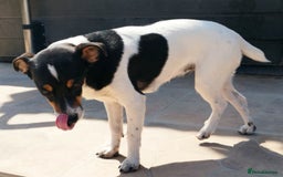 Jack Russell dogs for adoption: Viivi,a lively little soul needs forever home - Image 9