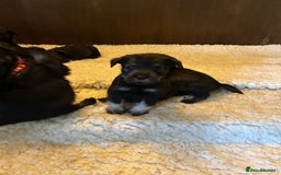 Schnauzer dogs for sale: KC reg health tested P/S standard schnauzers - Image 7