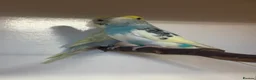 Budgerigars birds for sale: Budgies - Advert 4