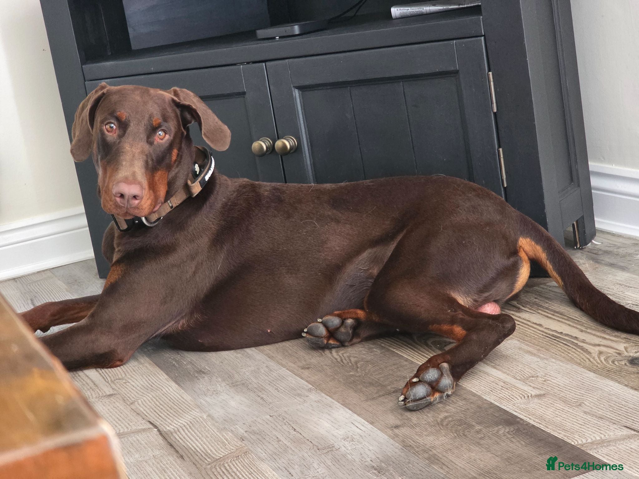 Dobermann dogs Potential 5* dobermann just needs a stable home - Advert 2