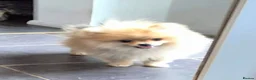 Pomeranian dogs for sale: 13 weeks Teddy bear face Pomeranian male puppies  - Advert 2