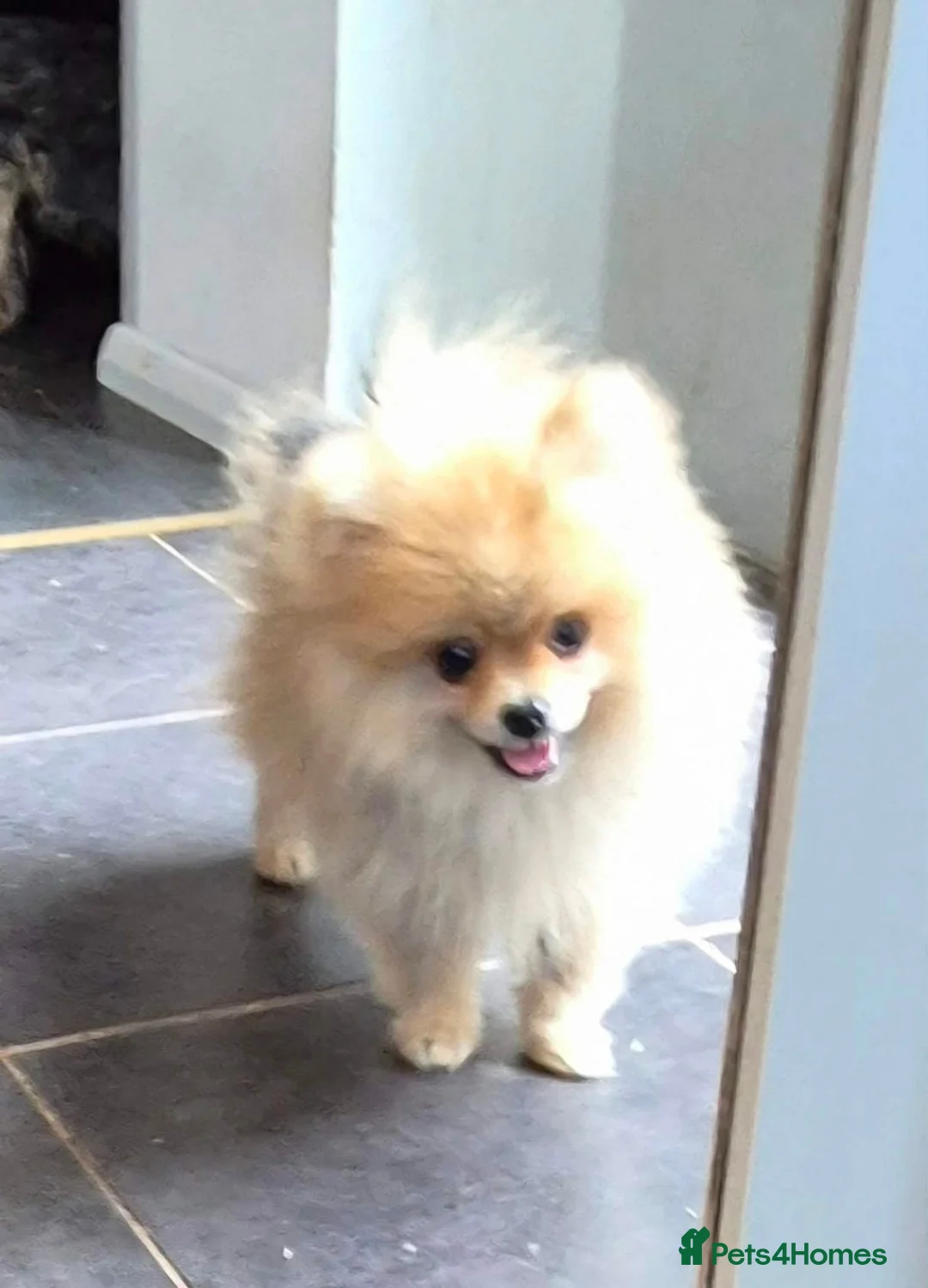 Pomeranian dogs for sale: 13 weeks Teddy bear face Pomeranian male puppies  - Advert 2
