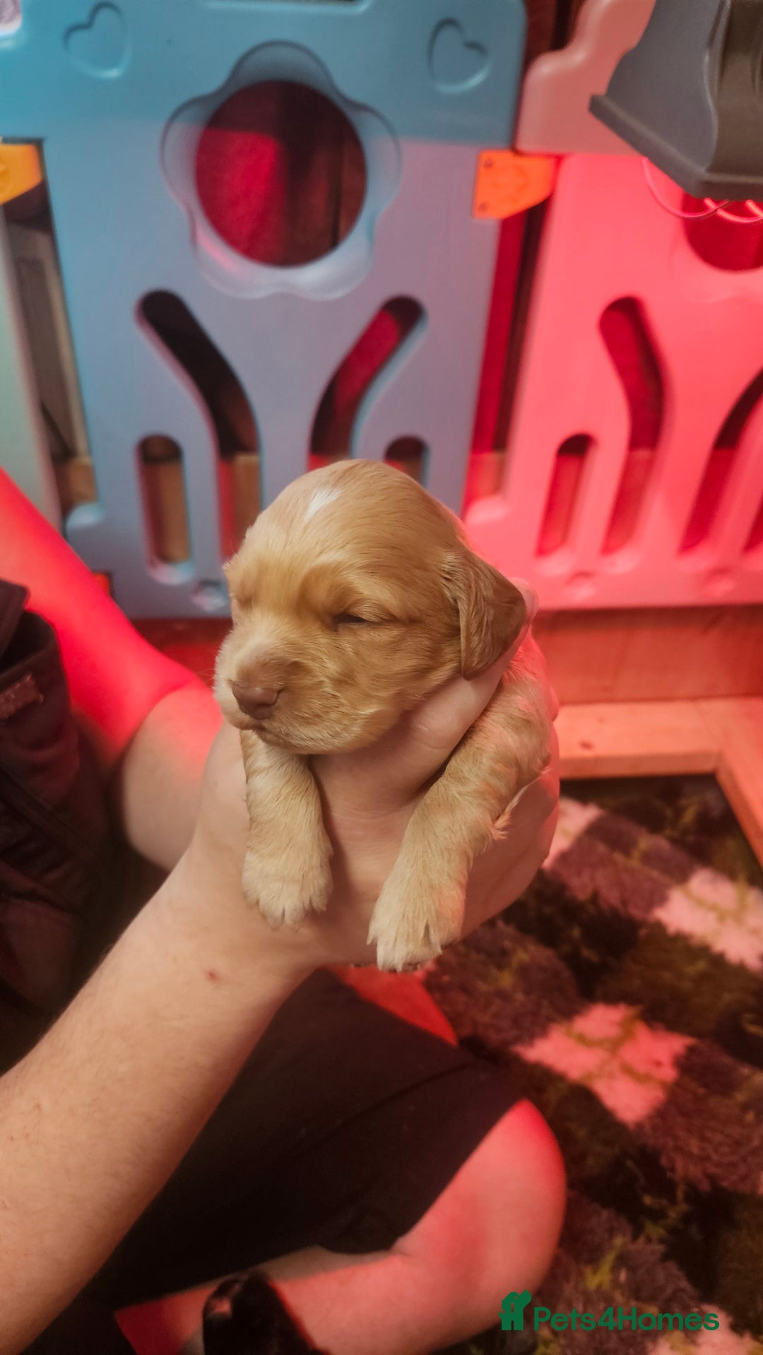 Cocker Spaniel dogs for sale: Beautiful cocker spaniel  - Image 14