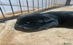 Mixed Breed dogs for sale: Gorgeous Kelpador puppies.  - Advert 3