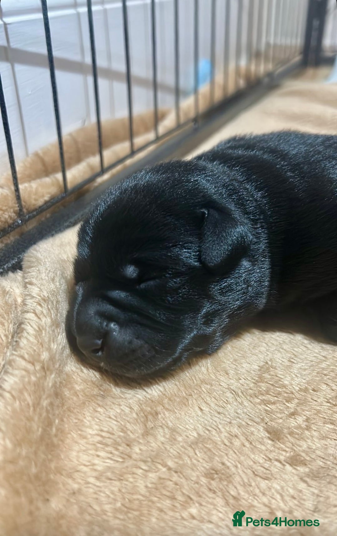 Mixed Breed dogs for sale: Gorgeous Kelpador puppies.  - Advert 3