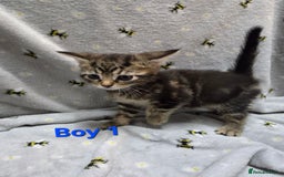 Mixed Breed cats for sale: Beautiful kittens  - Image 4