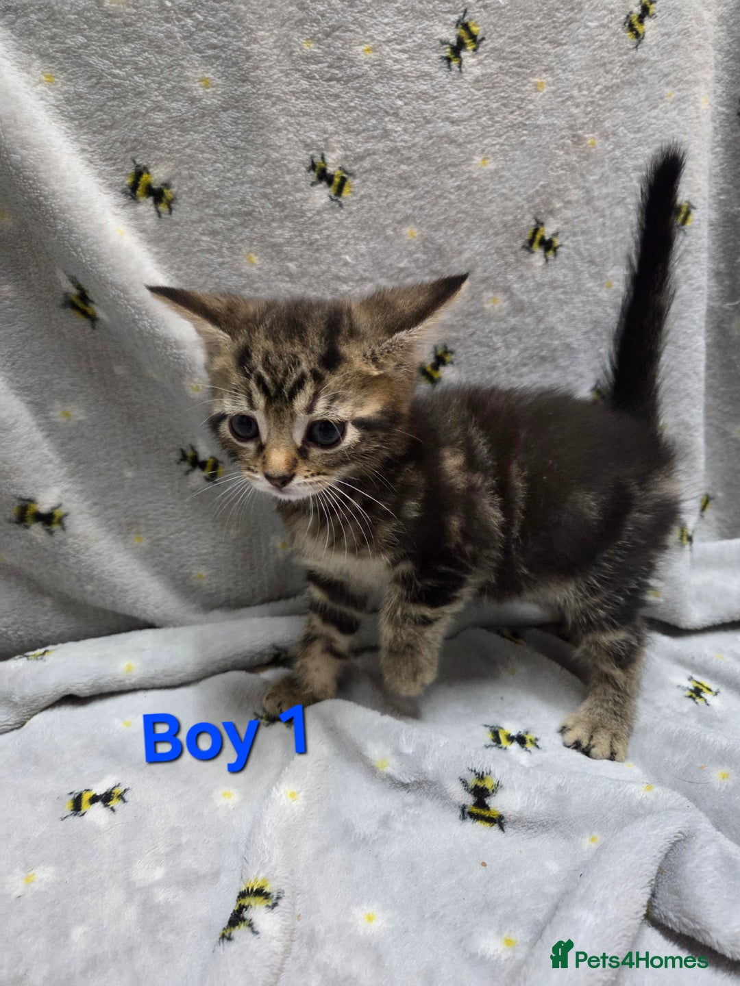 Mixed Breed cats for sale: Beautiful kittens  - Image 4