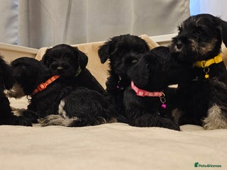Miniature Schnauzer dogs - Advert 4