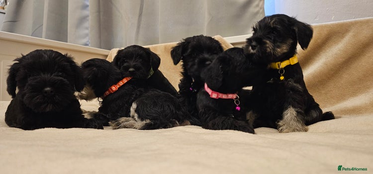 Miniature Schnauzer dogs - Advert 3