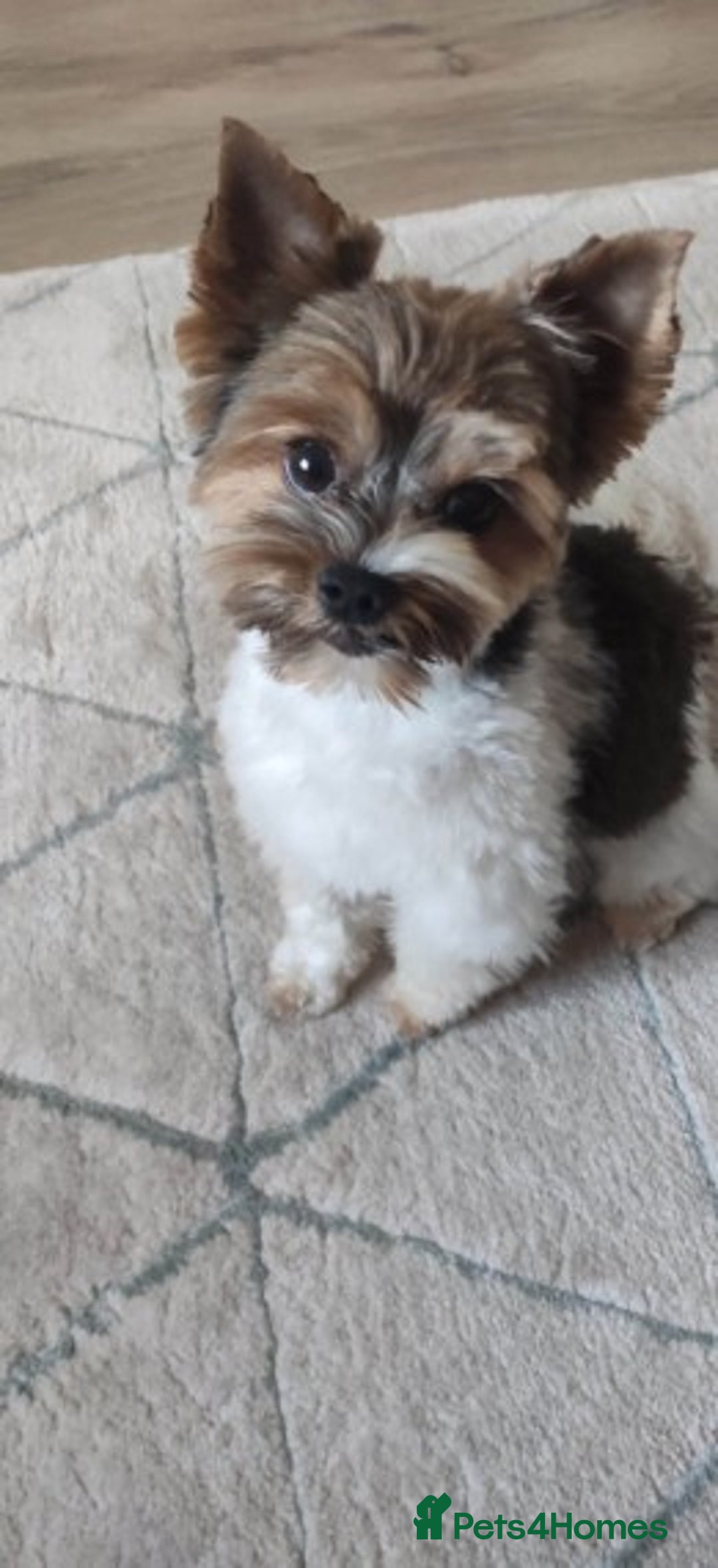 Biewer Terrier dogs for stud: Biewer Yorkshire Terrier for stud in Weston-super-Mare - Image 9