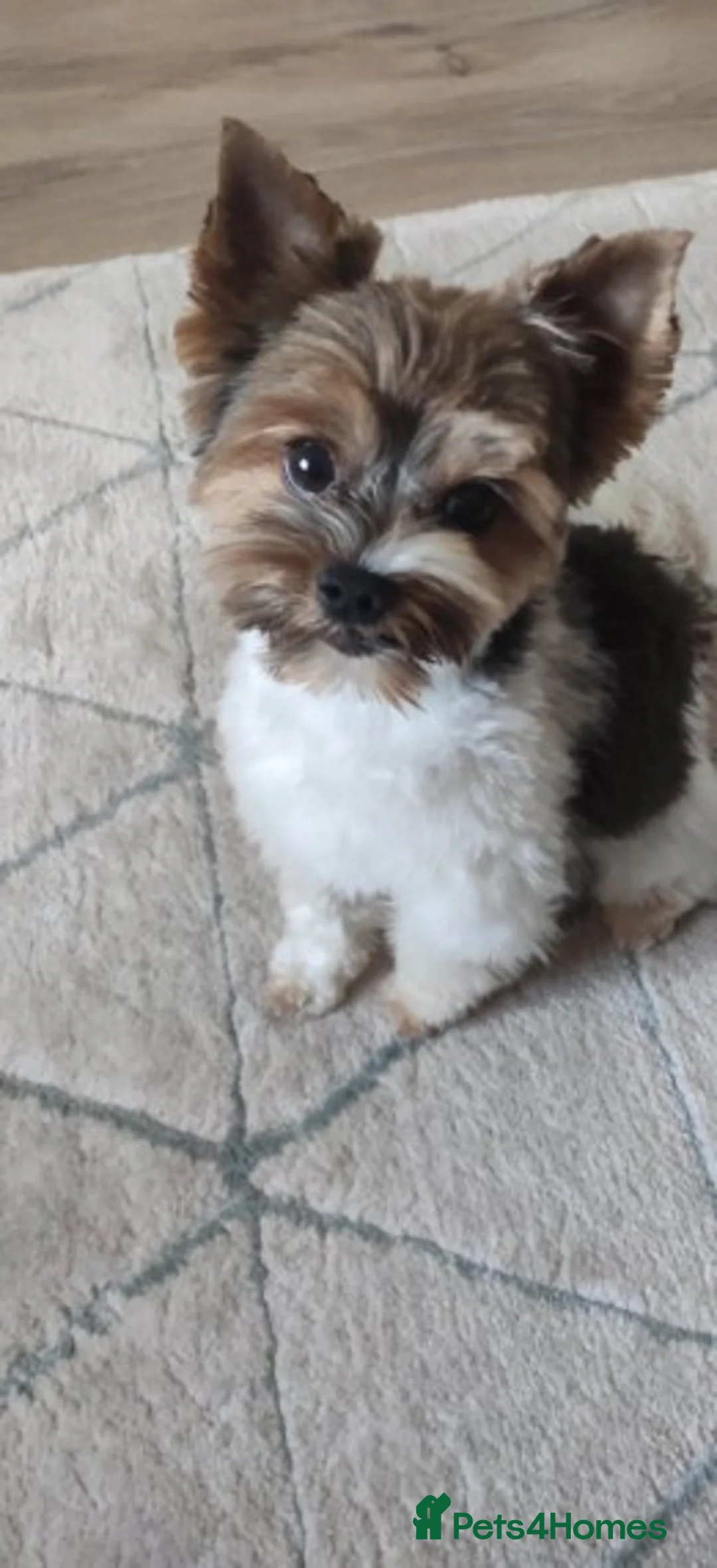 Biewer Terrier dogs for stud: Biewer Yorkshire Terrier for stud in Weston-super-Mare - Advert 9