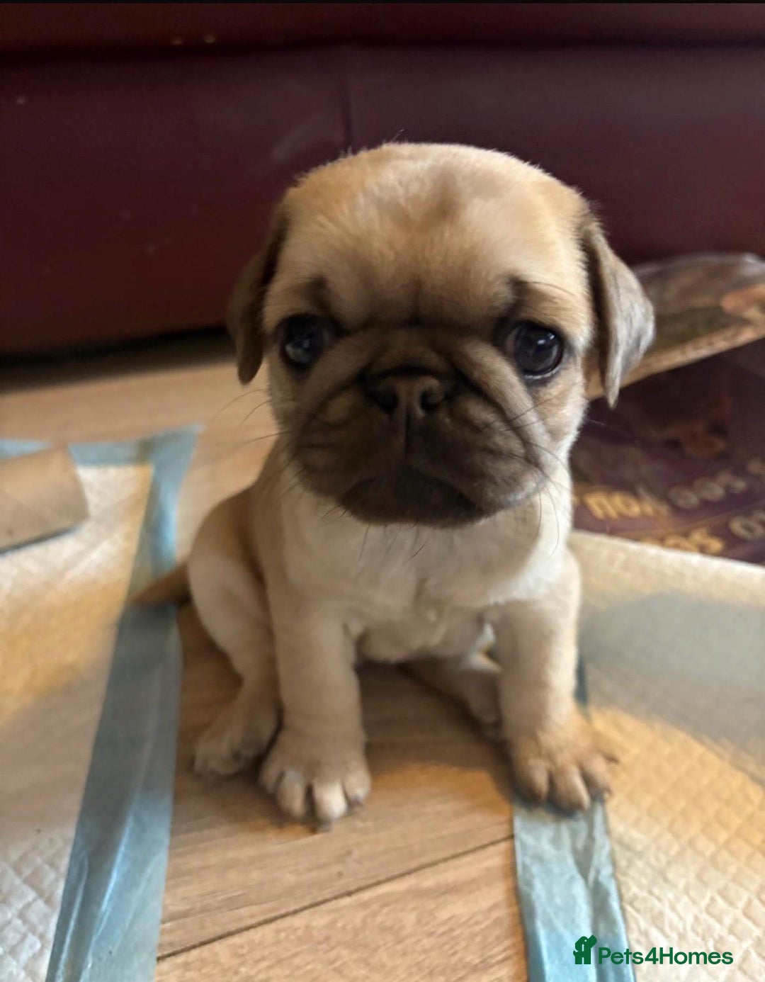 Pug dogs for sale: Stunning Pug Puppies - Advert 3