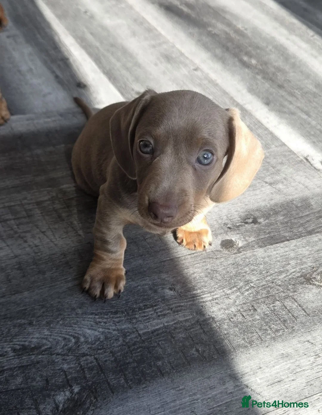 Miniature Dachshund dogs for sale: Lovely Miniature Dachshund Puppies  in Doncaster - Advert 10