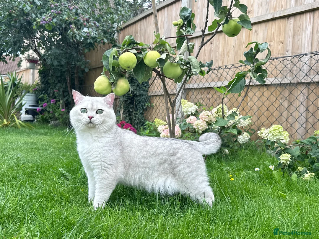 British Shorthair cats for stud: GCCF BSH (NS12) for stud  in Ipswich - Advert 13