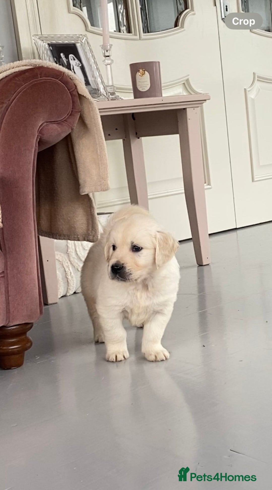 Golden Retriever dogs for sale: IKC REGISTERED golden retriever pups  - Advert 5