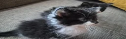 Mixed Breed cats for sale: Cross ragdoll  - Advert 9