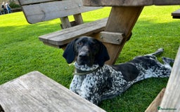 German Shorthaired Pointer dogs for stud: Proven - B + W KC German Shorthaired Pointer stud  - Image 6