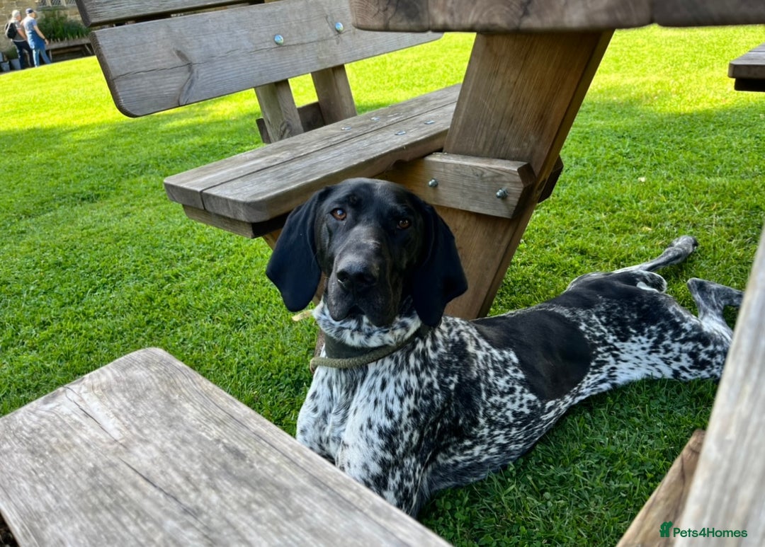 German Shorthaired Pointer dogs for stud: Proven - B + W KC German Shorthaired Pointer stud  - Image 6