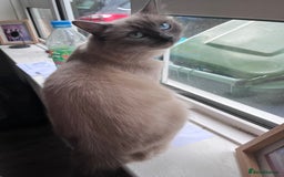 Ragdoll cats for sale: Willow - Image 3