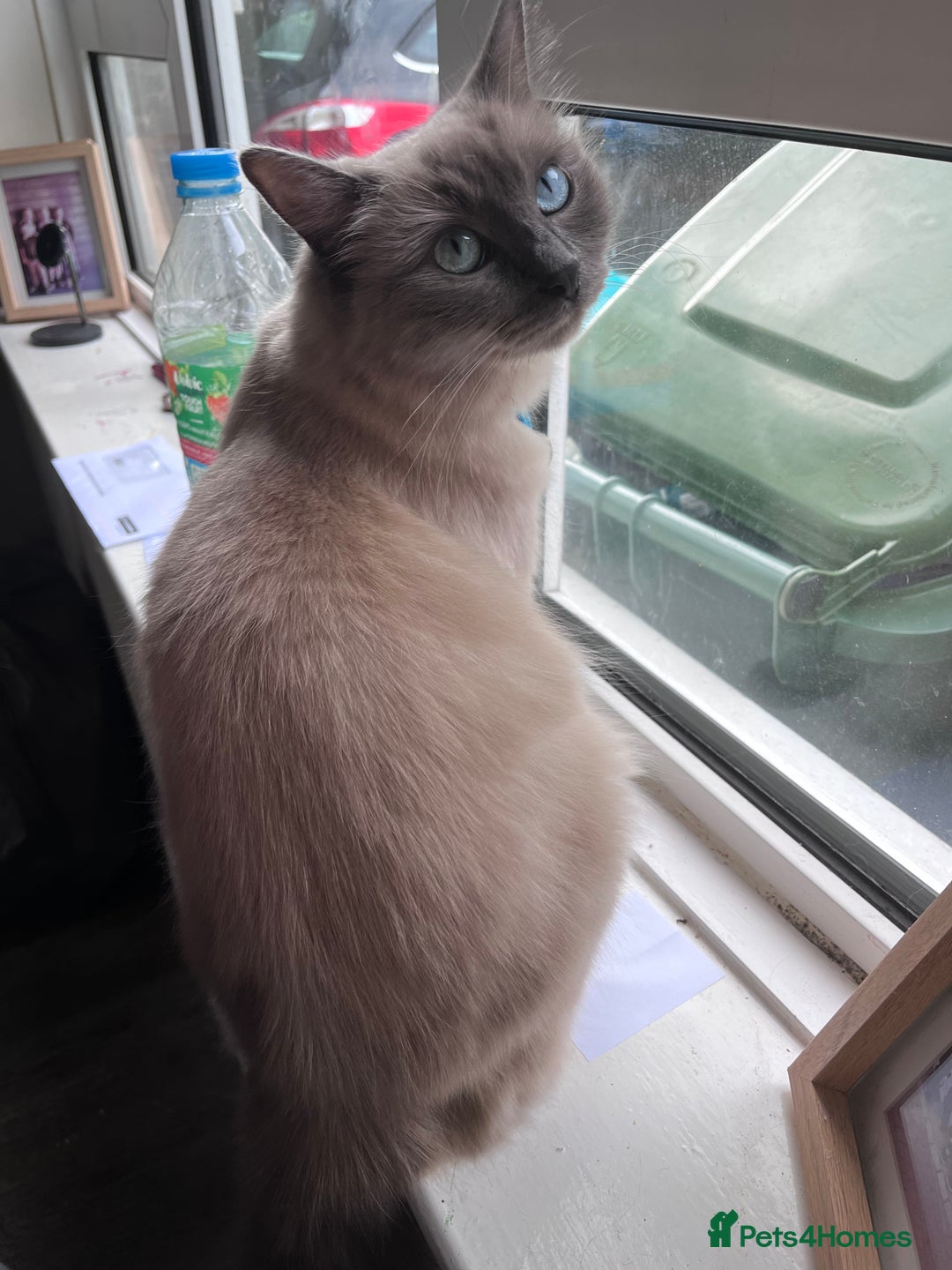 Ragdoll cats for sale: Willow - Image 3