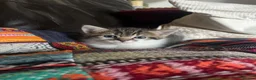 Domestic Shorthair cats for sale: 2 beautiful tabby kittens ready 05/08/2026 - Advert 5