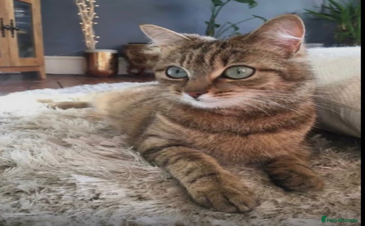 Bengal cats - Advert 1