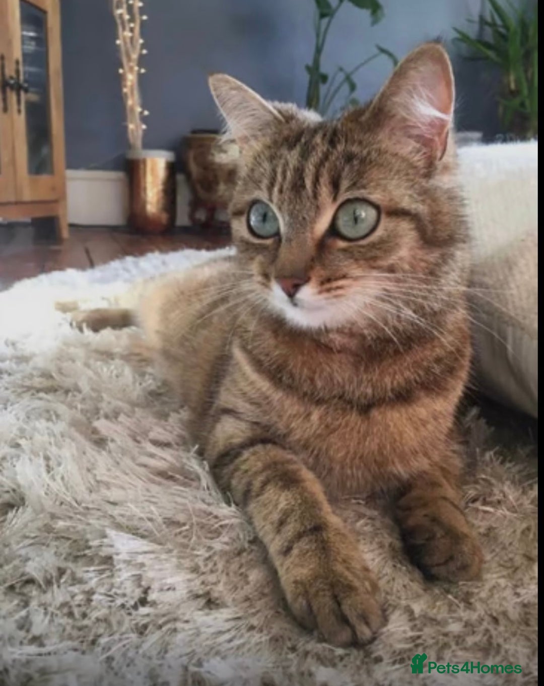 Bengal cats for sale: 6 year old female half Bengal half Persian cat  - Image 1