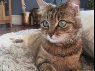 Bengal cats - Advert 1