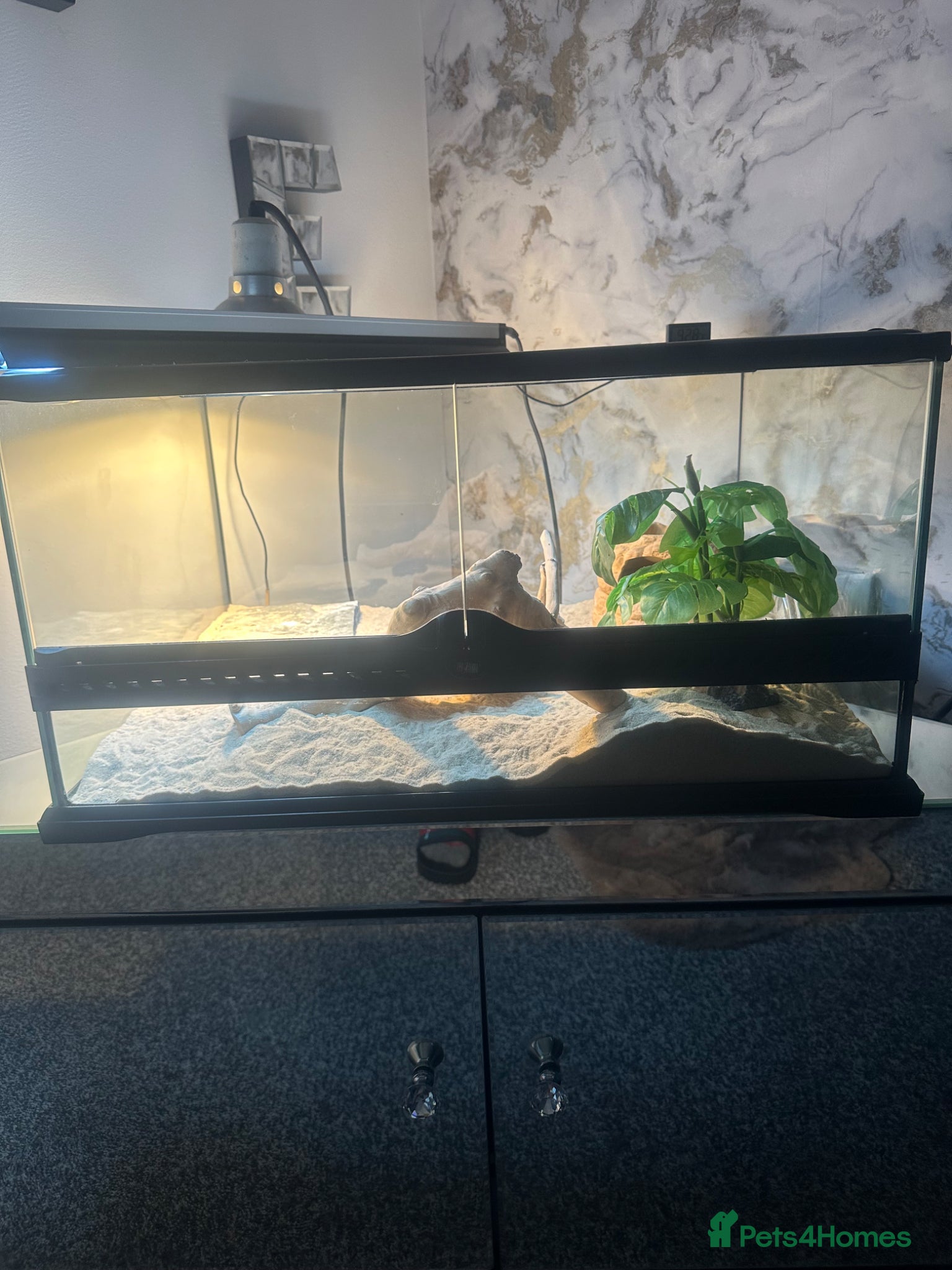 Leopard Gecko reptiles for sale: Leopard gecko male  - Advert 5