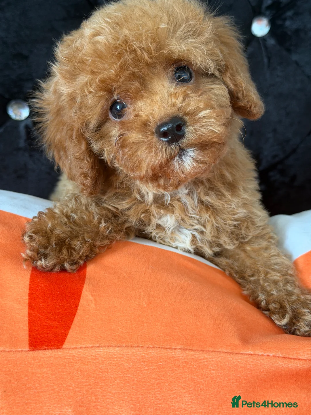 Maltipoo dogs for sale: Beautiful Maltipoo Puppies – Ready NOW - Advert 1