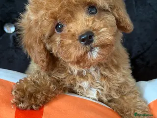 Maltipoo dogs Beautiful Maltipoo Puppies – Ready NOW - Advert 1