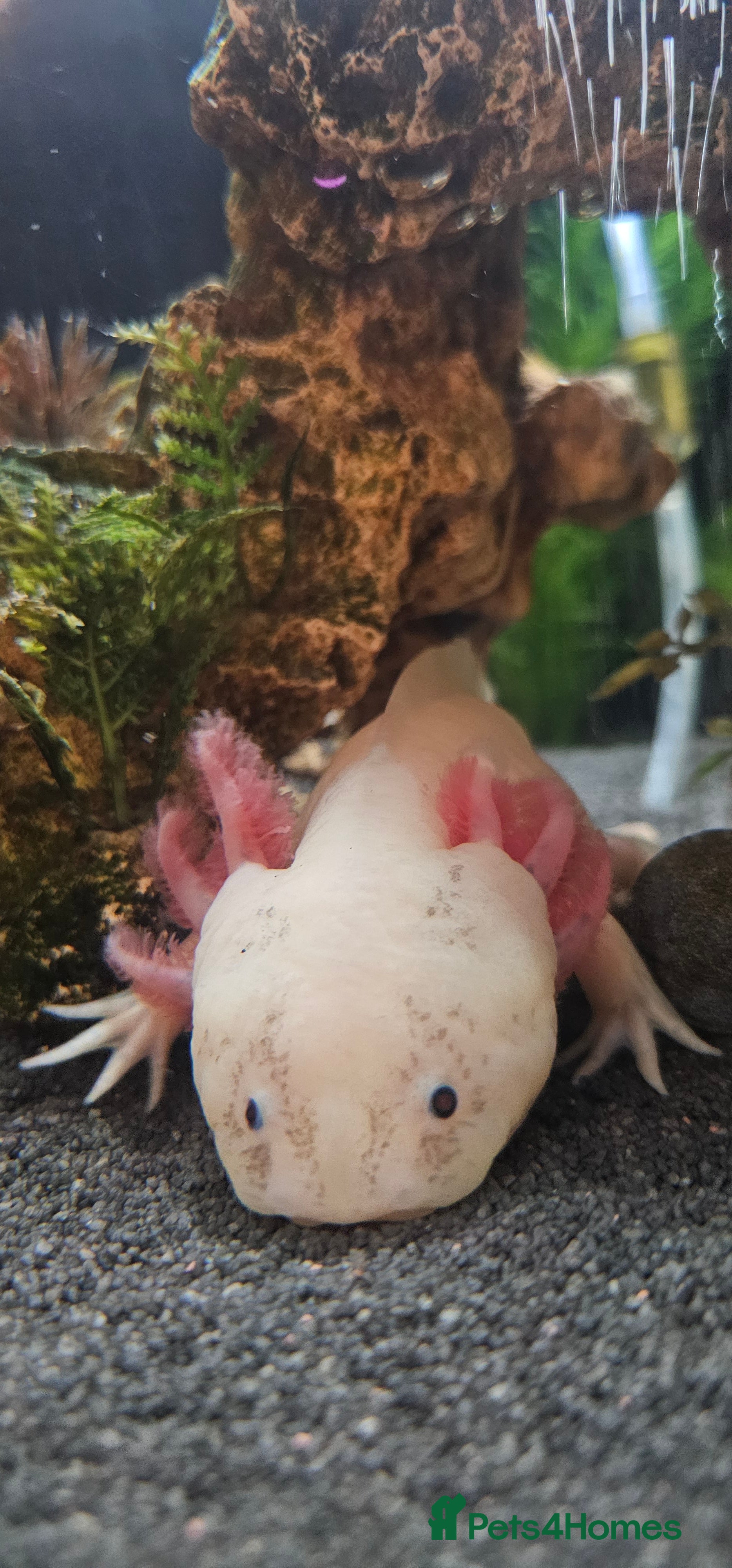 Other/Mixed Breed fish Axolotl - Advert 9