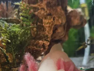 Other/Mixed Breed fish Axolotl - Advert 4