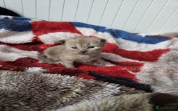 Mixed Breed cats for sale: Kittens😻Ragdoll x domestic cat short hair 😽 - Image 10