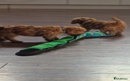 Cockapoo dogs for sale: Cockapoo - Image 10