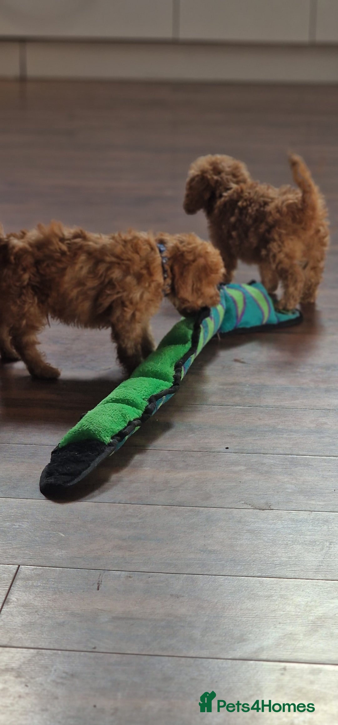 Cockapoo dogs for sale: Cockapoo - Image 10