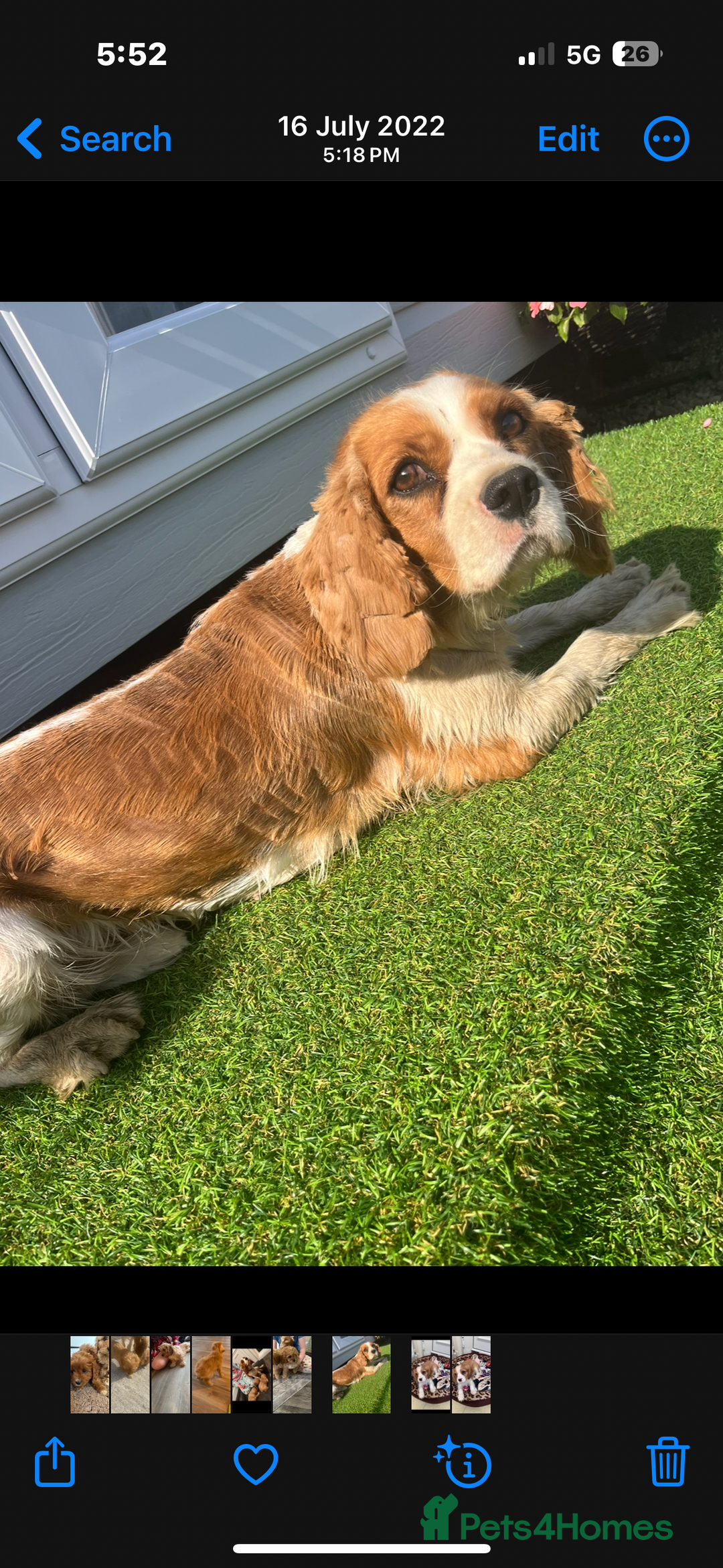 Cavapoo dogs for sale: Gorgeous cavapoos  - Image 24