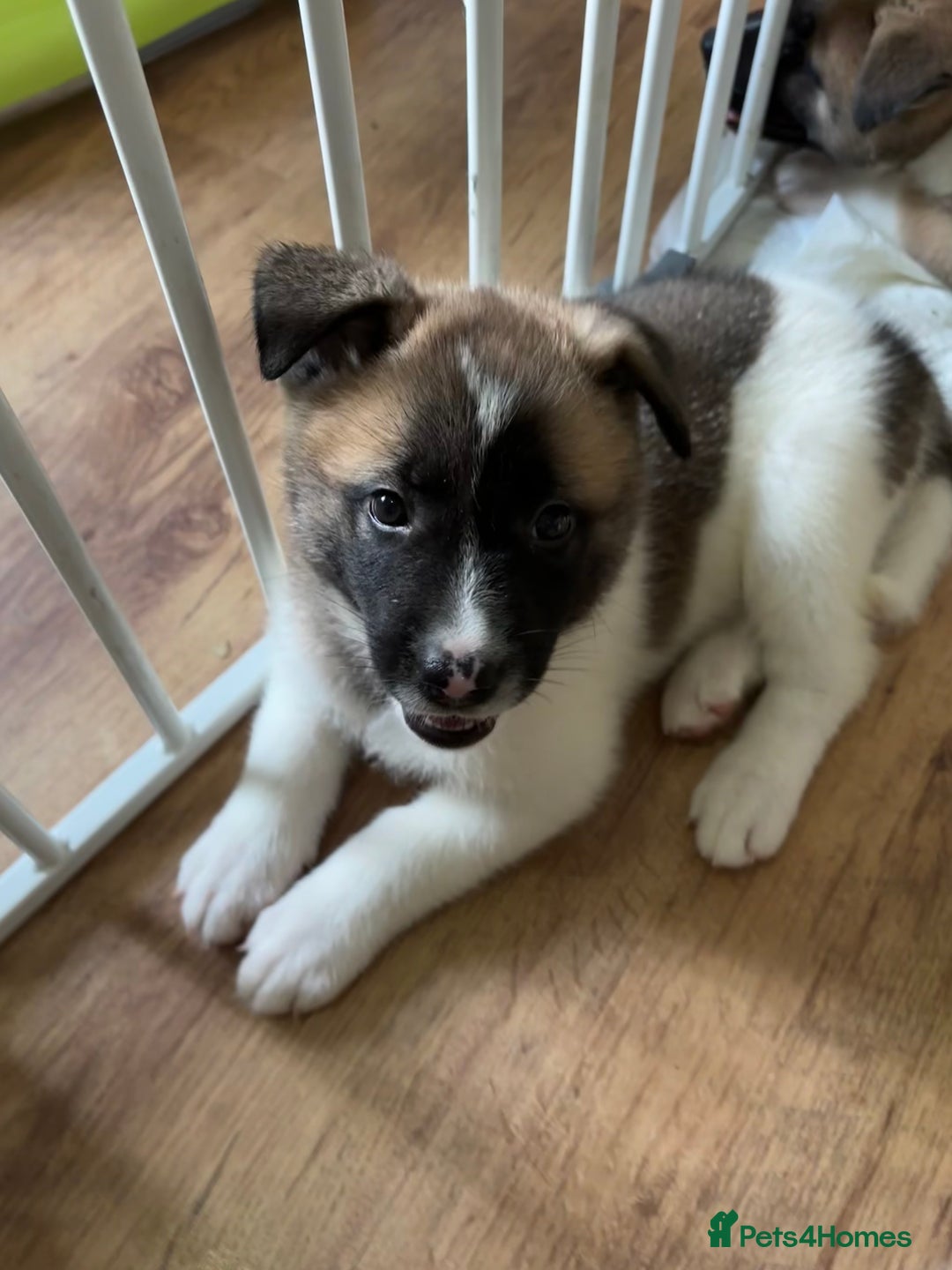 Akita dogs for sale: American akita Female bitches  - Image 8