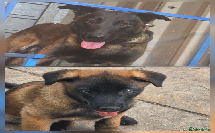 Belgian Shepherd Dog dogs - Advert 6
