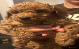 Cavapoo dogs for sale: Cavapoo puppies for sale - Image 11