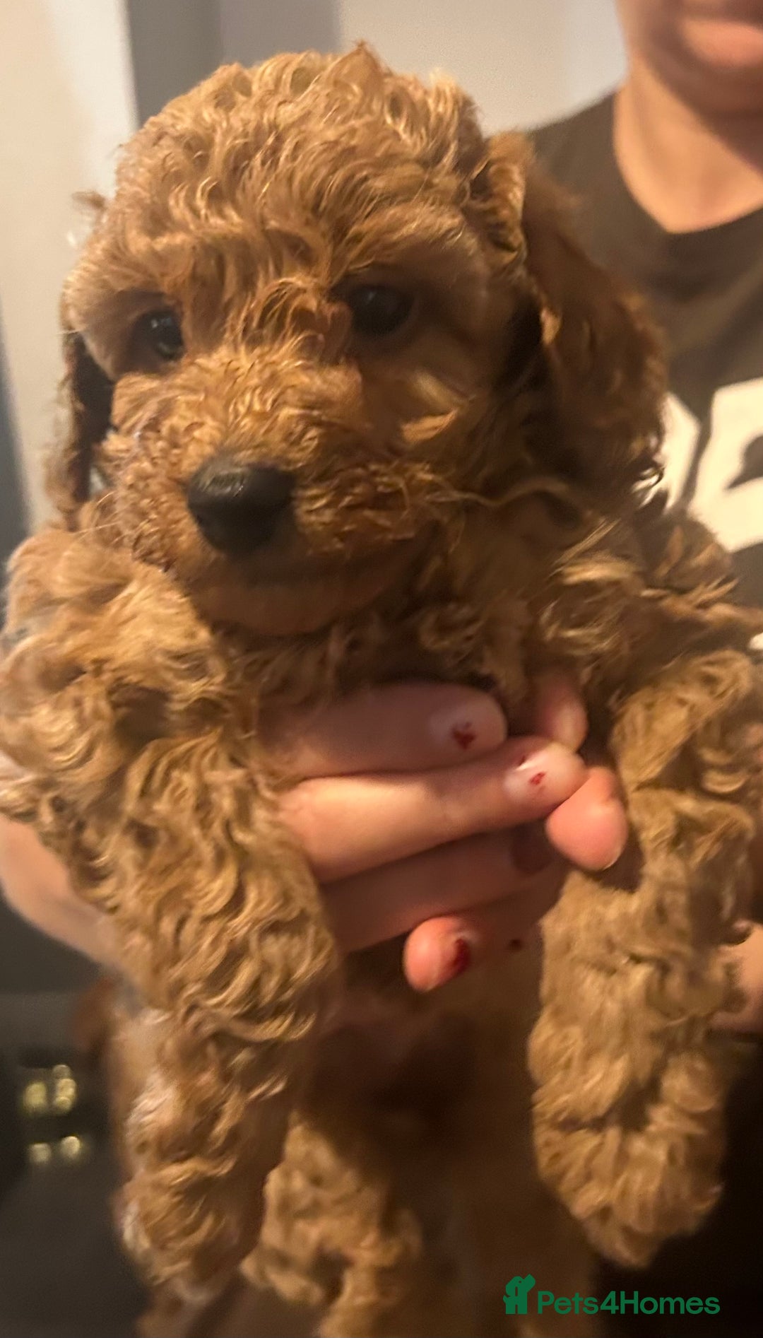 Cavapoo dogs for sale: Cavapoo puppies for sale - Image 11