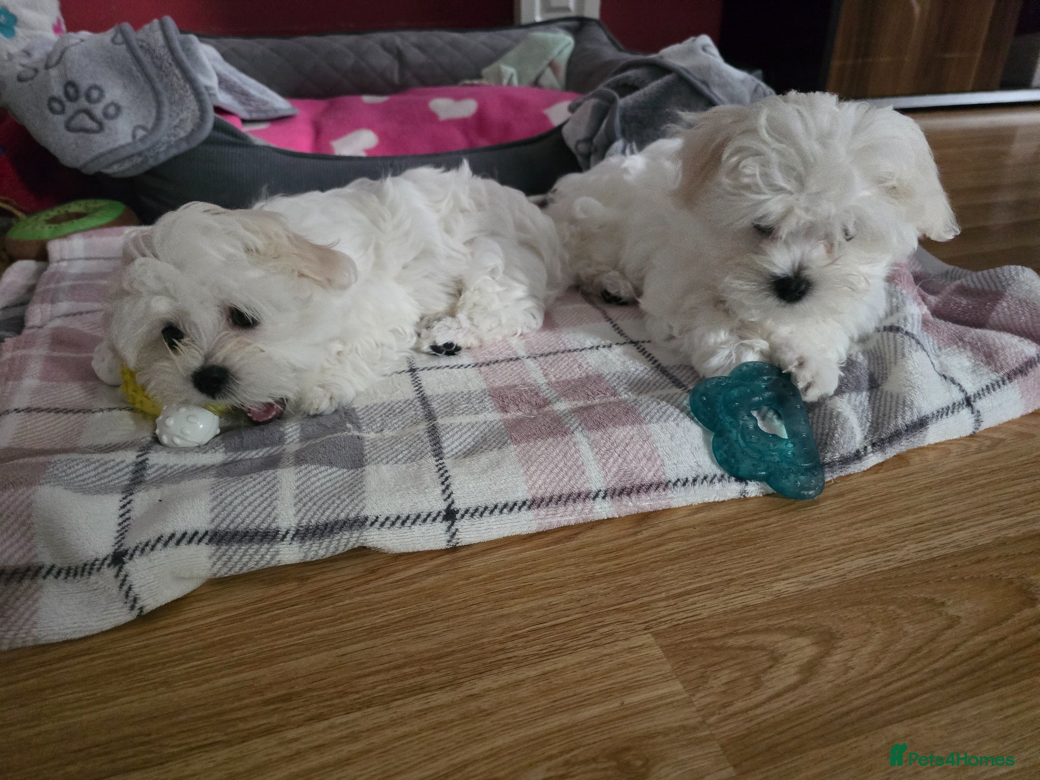 Maltese dogs Adorable Maltese Puppies for Sale - Advert 12