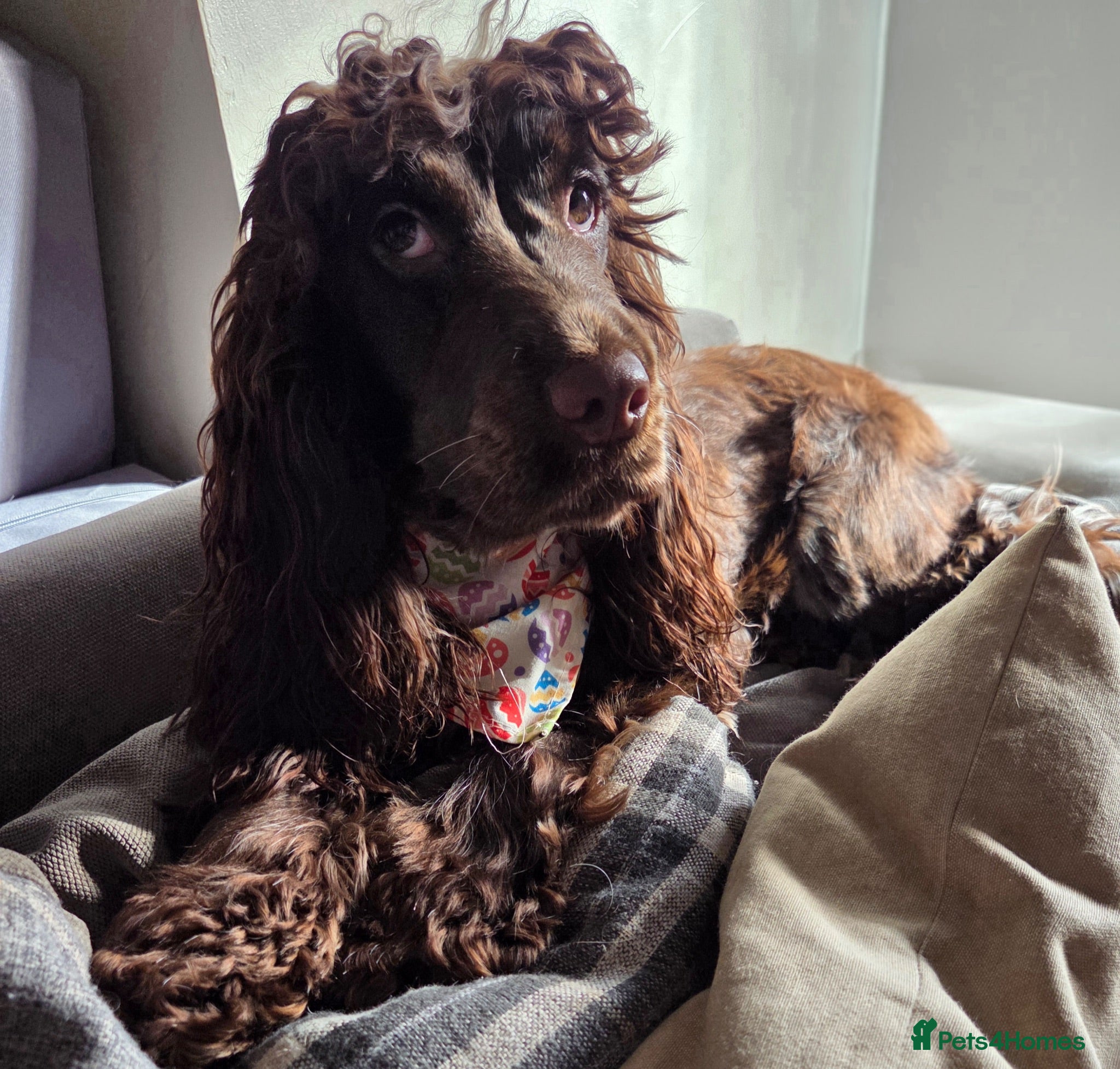Cocker Spaniel dogs Spayed Cocker Spaniel  - Advert 1