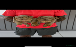 English Bulldog dogs for sale: Bulldogs ready to go!  - Image 3