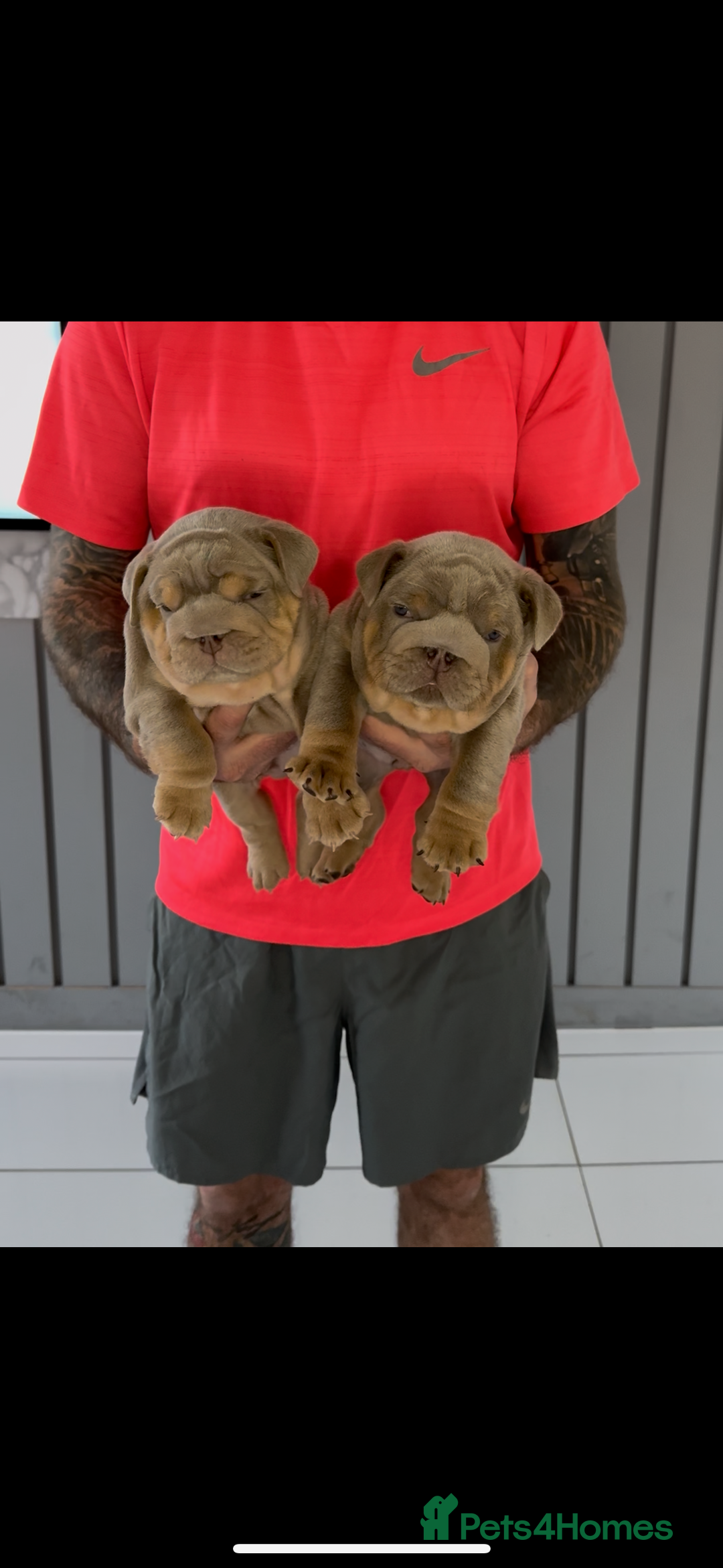 English Bulldog dogs for sale: Bulldogs ready to go!  - Image 3